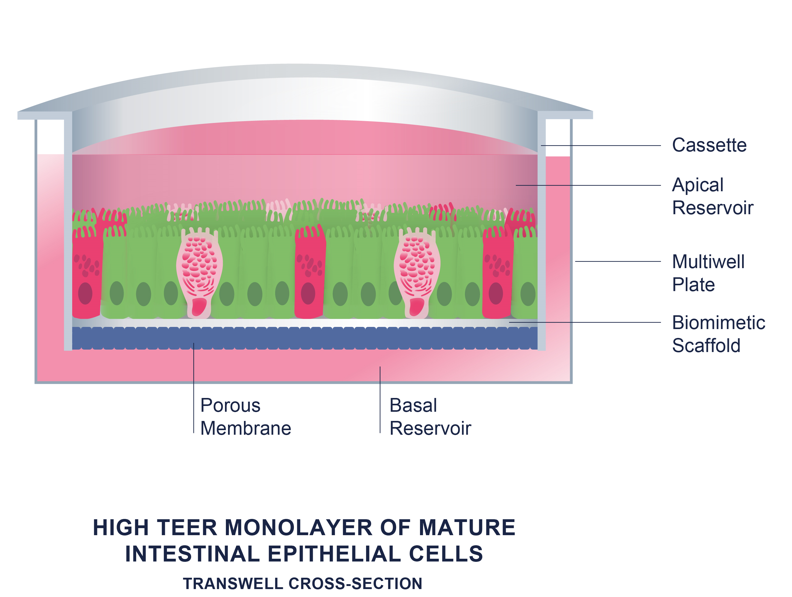 RepliGut® Technology