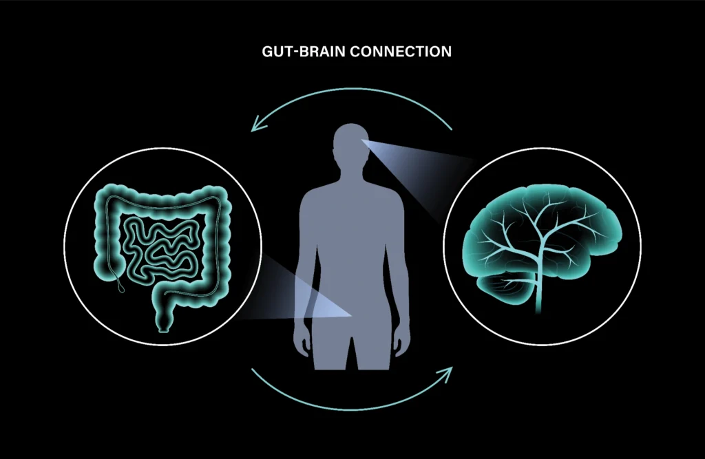 Enteric nervous system in human body, small and large intestine