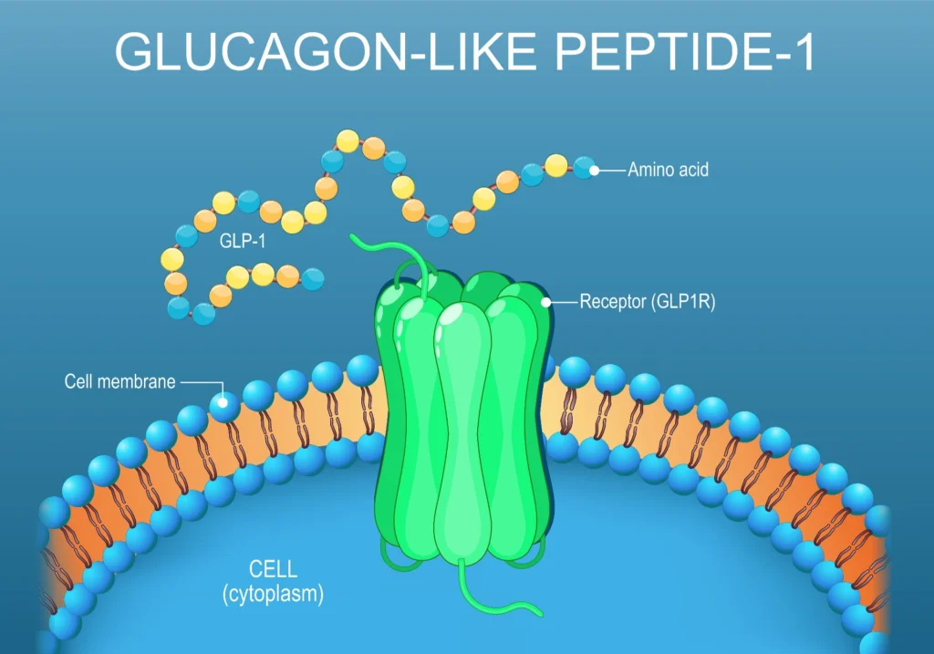 Close-up of Cell membrane lipid bilayer with Receptor GLP1R illustration