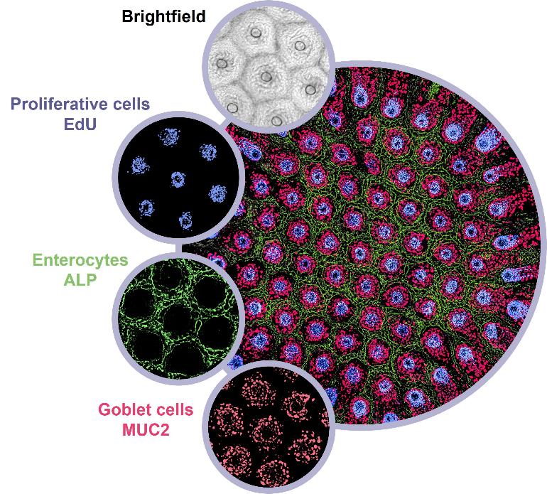 RepliGut Crypt array showing microhole crypt units with EdU proliferative, ALP absorptive, and MUC2 secretory cell populations spatially segregated