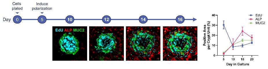 Longitudinal analysis of the RepliGut Crypt epithelial regeneration assay showing EdU, ALP, and MUC2 populations developing and stabilizing across the culture