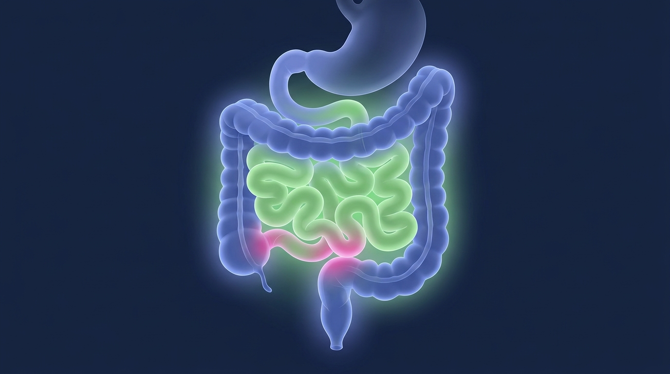 Human intestinal models spanning the duodenum, jejunum, ileum, and colon