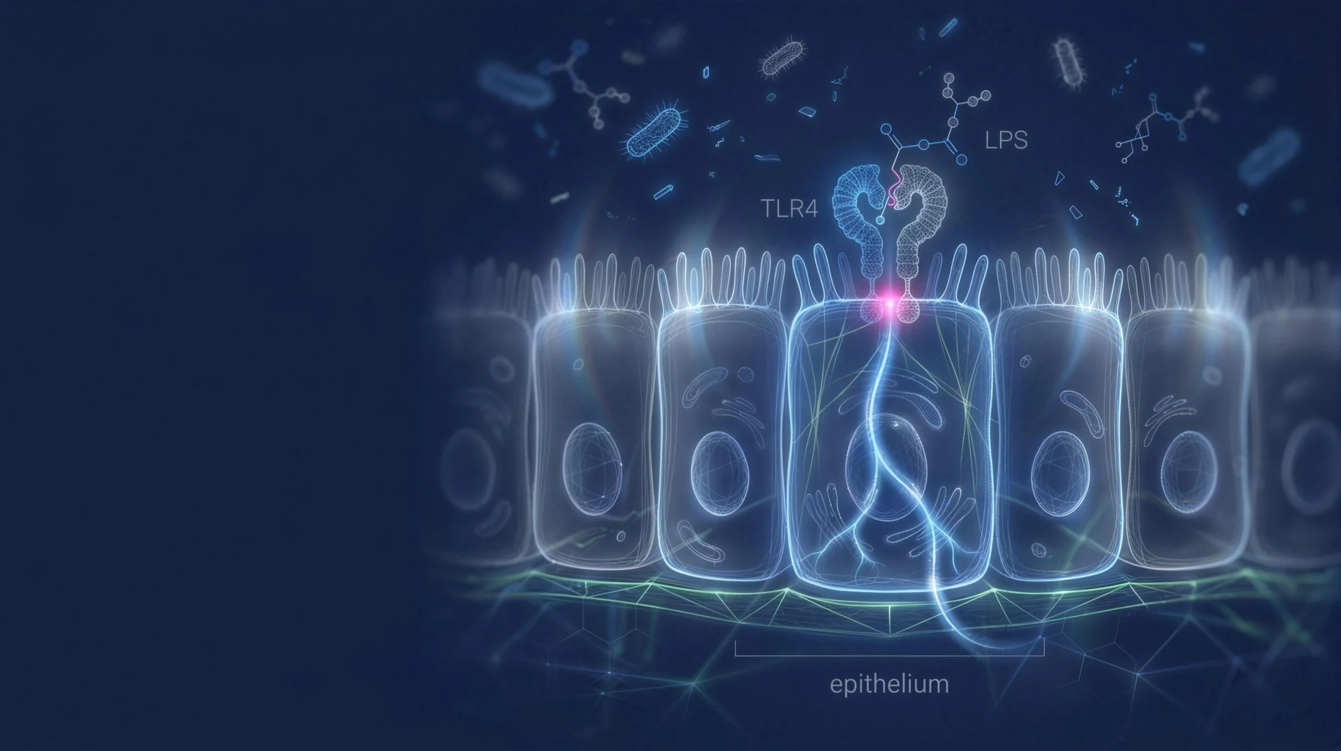 TLR Signaling in IBD Begins at the Epithelium