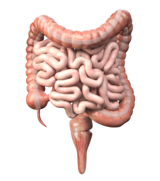 Large,And,Small,Intestine,Isolated,On,White.,Human,Digestive,System